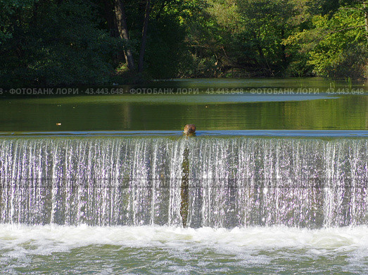 Утка, кормящаяся на водосливе реки Свислочь. Лесопарк "Дрозды", Минск, Беларусь (2018 год). Стоковое фото, фотограф Алексей Иванов / Фотобанк Лори