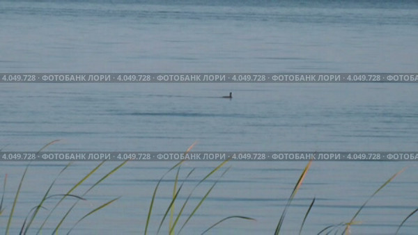 Уточка плывет. Стоковое видео, видеограф Vertlugov Aleksandr / Фотобанк Лори