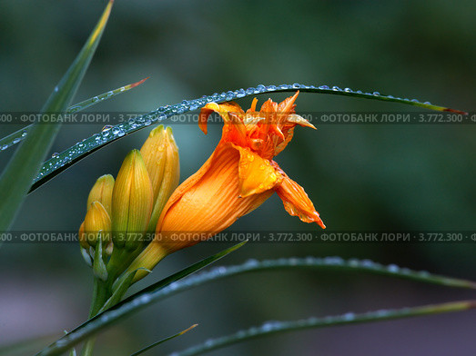 Утренняя роса в саду (Morning dew. Стоковое фото, фотограф Владимир Борисов / Фотобанк Лори