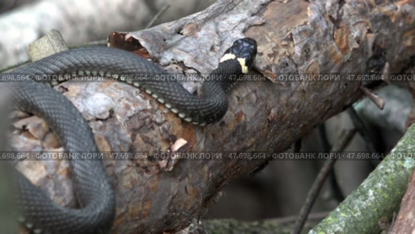 Уж греется на бревне в диком лесу. Весна. Апрель. Snake warming himself on a log in the wild forest. Spring. April. Стоковое видео, видеограф Горшков Александр / Фотобанк Лори