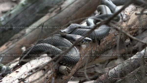 Ужи греются на бревнах в лесу. Весна. Апрель. Snakes bask on logs in the forest. Spring. April. Стоковое видео, видеограф Горшков Александр / Фотобанк Лори