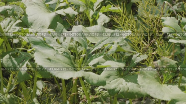 Южный Урал, белокопытник гладкий (Petasites radiatus) на берегу реки. Southern Urals, Petasites radiatus on the river bank. Стоковое видео, видеограф Евгений Романов / Фотобанк Лори