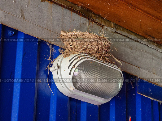 Южный Урал, гнездо деревенской ласточки (Hirundo rustica) на фонаре. South Urals, the nest of the barn swallow (Hirundo rustica) on the lantern. Стоковое фото, фотограф Евгений Романов / Фотобанк Лори