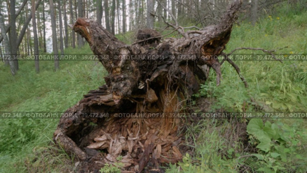 Южный Урал, корни большой поваленной лиственницы (Larix sibirica). Southern Urals, the roots of a large fallen larch (Larix sibirica). Стоковое видео, видеограф Евгений Романов / Фотобанк Лори