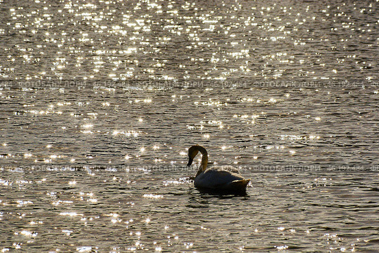 Южный Урал, лебедь-шипун (Cygnus olor) на озере весной. Southern Urals, mute swan (Cygnus olor) on the lake in spring. Стоковое фото, фотограф Евгений Романов / Фотобанк Лори
