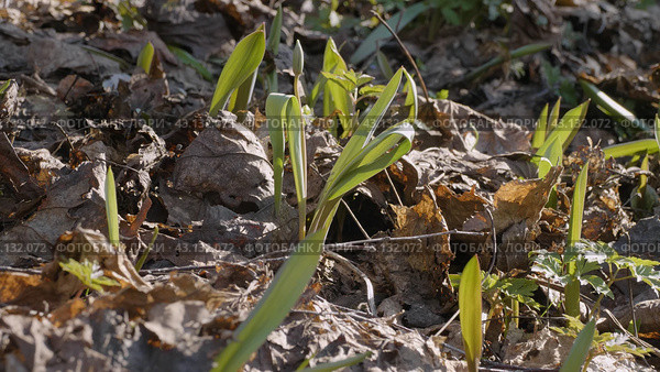 Южный Урал, молодые побеги тюльпана лесного (Tulipa sylvestris) в лесу весной. Southern Urals, young shoots of the wild tulip (Tulipa sylvestris) in the forest in spring. Стоковое фото, фотограф Евгений Романов / Фотобанк Лори