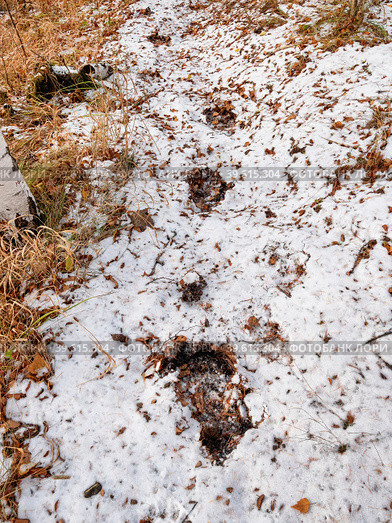 Южный Урал осенью: медвежьи следы на первом снегу. Southern Urals in autumn: bear tracks on the first snow. Стоковое фото, фотограф Евгений Романов / Фотобанк Лори