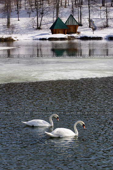 Южный Урал, пара лебедей-шипунов (Cygnus olor) на озере весной. Southern Urals, a couple of the mute swan (Cygnus olor) on the lake in spring. Стоковое фото, фотограф Евгений Романов / Фотобанк Лори