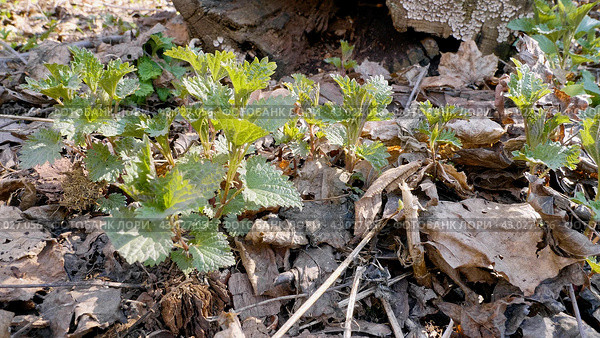 Южный Урал, побеги крапивы двудомной (Urtica dioica) ранней весной в лесу. Southern Urals, shoots of common nettle (Urtica dioica) in early spring in the forest. Стоковое фото, фотограф Евгений Романов / Фотобанк Лори