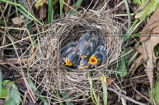 Южный Урал, птенцы камышовки болотной (Acrocephalus palustris) в гнезде. The Southern Urals, Warbler (Acrocephalus palustris) chicks in the nest. Стоковое фото, фотограф Евгений Романов / Фотобанк Лори