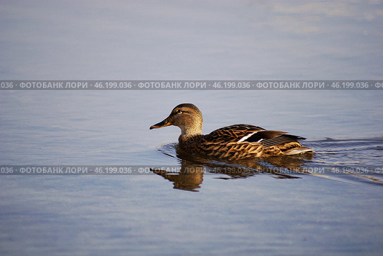 Южный Урал, самка кряквы (Anas platyrhynchos) на воде. Southern Urals, female mallard (Anas platyrhynchos) on the water. Стоковое фото, фотограф Евгений Романов / Фотобанк Лори