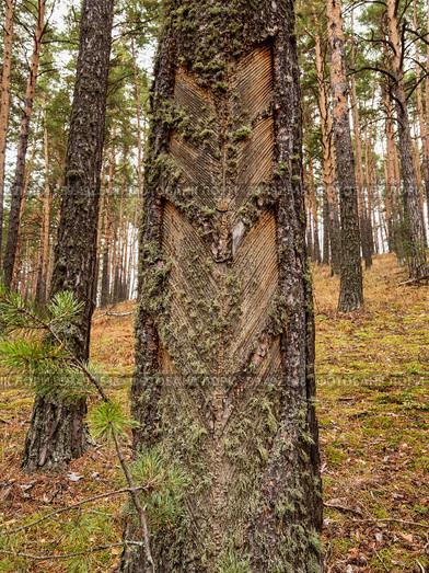 Южный Урал, следы подсечки на стволе сосны с остатками смолы. Southern Urals, the pine-tapping traces on the trunk with resin residues. Стоковое фото, фотограф Евгений Романов / Фотобанк Лори