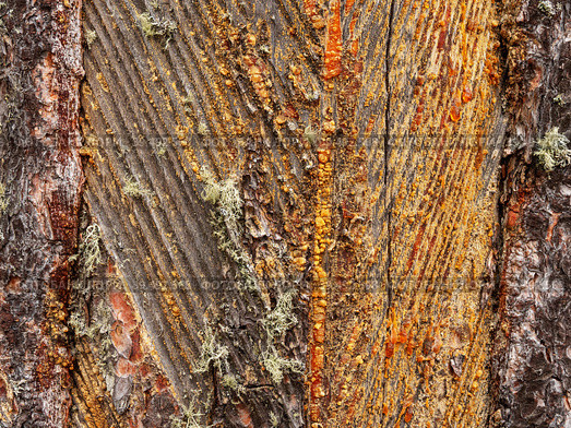 Южный Урал, следы подсечки на стволе сосны с остатками смолы. Southern Urals, the pine-tapping traces on the trunk with resin residues. Стоковое фото, фотограф Евгений Романов / Фотобанк Лори