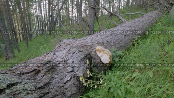 Южный Урал, ствол большой поваленной лиственницы (Larix sibirica). Southern Urals, the trunk of a large fallen larch (Larix sibirica). Стоковое видео, видеограф Евгений Романов / Фотобанк Лори
