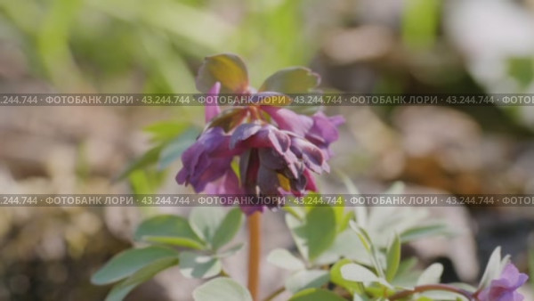 Южный Урал, цветущая хохлатка плотная (Corydalis solida) в лесу весной. Southern Urals, flowering fumewort (Corydalis solida) in the forest in spring. Стоковое видео, видеограф Евгений Романов / Фотобанк Лори