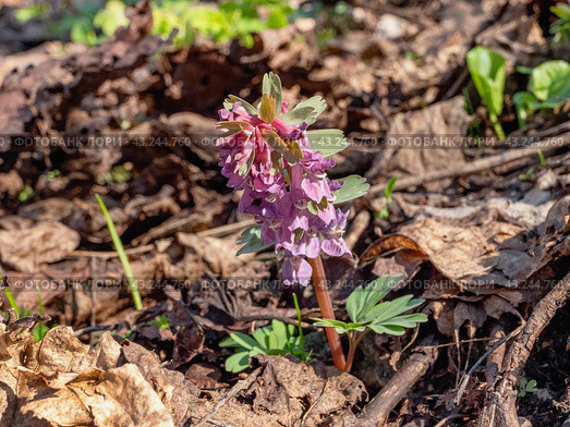 Южный Урал, цветущая хохлатка плотная (Corydalis solida) в лесу весной. Southern Urals, flowering fumewort (Corydalis solida) in the forest in spring. Стоковое фото, фотограф Евгений Романов / Фотобанк Лори