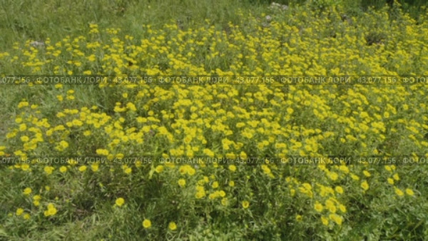 Южный Урал, цветущая пентанема британская (Pentanema britannica) на лугу. Southern Urals, blooming British yellowhead (Pentanema britannica) in a meadow. Стоковое видео, видеограф Евгений Романов / Фотобанк Лори