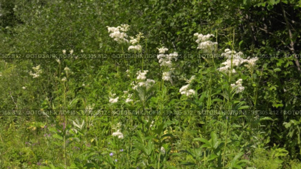 Южный Урал, цветущая таволга (Filipendula ulmaria) в поле. Southern Urals, flowering meadowsweet (Filipendula ulmaria) in the field. Стоковое видео, видеограф Евгений Романов / Фотобанк Лори