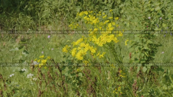 Южный Урал, цветущая якобея обыкновенная (Jacobaea vulgaris) на лужайке летом. Southern Urals, blooming Jacobaea vulgaris (Jacobaea vulgaris) on the lawn in summer. Стоковое видео, видеограф Евгений Романов / Фотобанк Лори