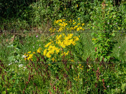 Южный Урал, цветущая якобея обыкновенная (Jacobaea vulgaris) на лужайке летом. Southern Urals, blooming Jacobaea vulgaris (Jacobaea vulgaris) on the lawn in summer. Стоковое фото, фотограф Евгений Романов / Фотобанк Лори