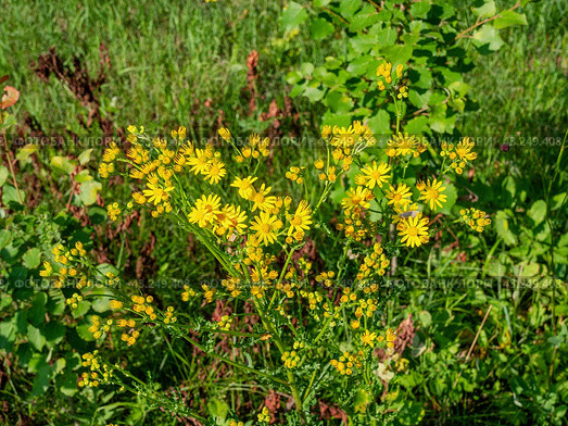 Южный Урал, цветущая якобея обыкновенная (Jacobaea vulgaris) на лужайке летом. Southern Urals, blooming Jacobaea vulgaris (Jacobaea vulgaris) on the lawn in summer. Стоковое фото, фотограф Евгений Романов / Фотобанк Лори