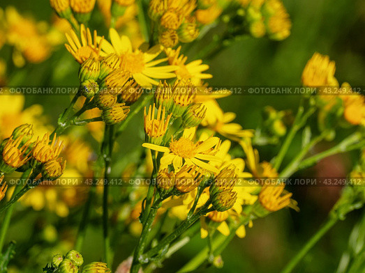 Южный Урал, цветущая якобея обыкновенная (Jacobaea vulgaris) на лужайке летом. Southern Urals, blooming Jacobaea vulgaris (Jacobaea vulgaris) on the lawn in summer. Стоковое фото, фотограф Евгений Романов / Фотобанк Лори