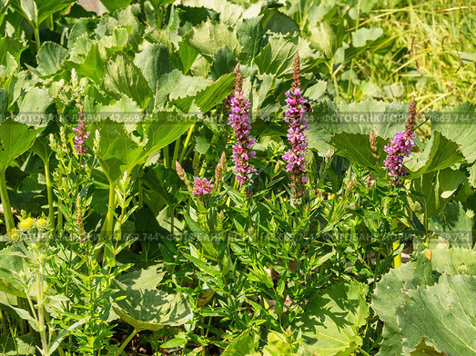 Южный Урал, цветущий дербенник иволистный (Lythrum salicaria) или плакун-трава на берегу реки. The Southern Urals, flowering purple loosestr (Lythrum salicaria) on the riverbank. Стоковое фото, фотограф Евгений Романов / Фотобанк Лори