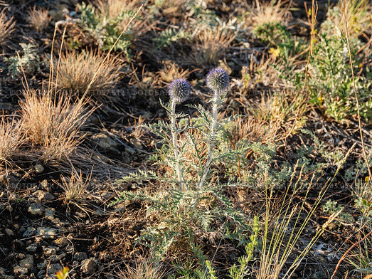 Южный Урал, цветущий мордовник обыкновенный (Echinops ritro) в горах. Southern Urals, blooming southern globethistle (Echinops ritro) in the mountains. Стоковое фото, фотограф Евгений Романов / Фотобанк Лори