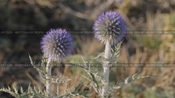 Южный Урал, цветущий мордовник обыкновенный (Echinops ritro) в горах. Southern Urals, blooming southern globethistle (Echinops ritro) in the mountains. Стоковое видео, видеограф Евгений Романов / Фотобанк Лори