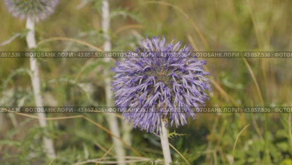 Южный Урал, цветущий мордовник обыкновенный (Echinops ritro) в горах. Southern Urals, blooming southern globethistle (Echinops ritro) in the mountains. Стоковое видео, видеограф Евгений Романов / Фотобанк Лори