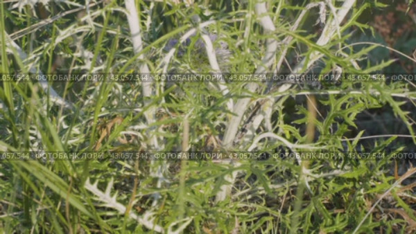 Южный Урал, цветущий мордовник обыкновенный (Echinops ritro) в горах. Southern Urals, blooming southern globethistle (Echinops ritro) in the mountains. Стоковое видео, видеограф Евгений Романов / Фотобанк Лори