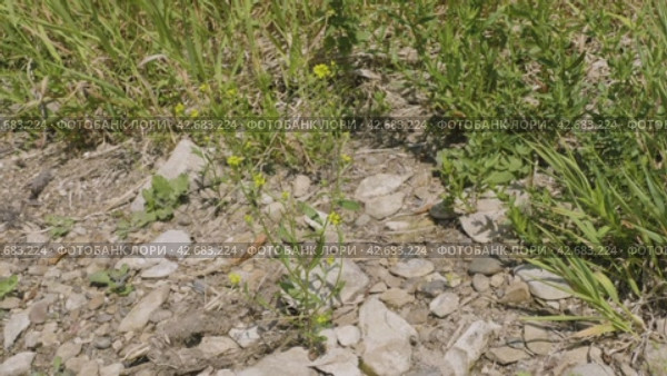 Южный Урал, цветущий желтушник левкойный (Erysimum cheiranthoides) на берегу реки. Southern Urals, flowering treacle-mustard (Erysimum cheiranthoides) on the river bank. Стоковое видео, видеограф Евгений Романов / Фотобанк Лори