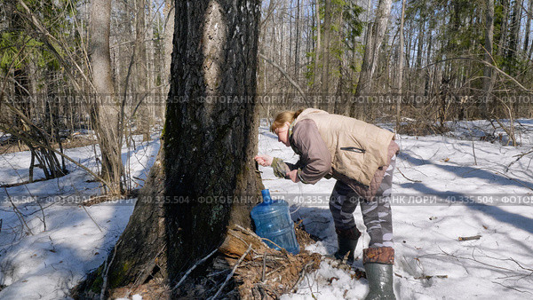 Южный Урал, весенний лес: заготовитель собирает березовый сок. Southern Urals, spring forest: the supplier collects birch sap. (2023 год). Редакционное фото, фотограф Евгений Романов / Фотобанк Лори
