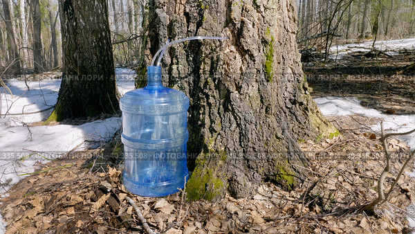 Южный Урал, весенняя тайга: сбор берёзового сока в бутыли. Southern Urals, spring taiga: collecting birch sap in bottles. Стоковое фото, фотограф Евгений Романов / Фотобанк Лори