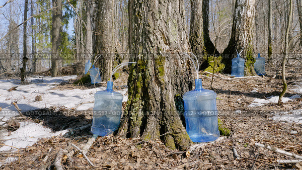 Южный Урал, весенняя тайга: сбор берёзового сока в бутыли. Southern Urals, spring taiga: collecting birch sap in bottles. Стоковое фото, фотограф Евгений Романов / Фотобанк Лори