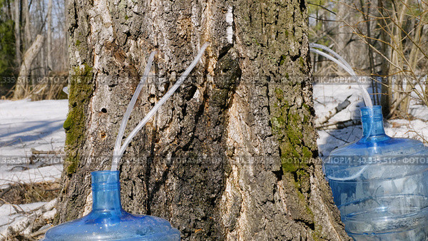 Южный Урал, весенняя тайга: сбор берёзового сока в бутыли. Southern Urals, spring taiga: collecting birch sap in bottles. Стоковое фото, фотограф Евгений Романов / Фотобанк Лори