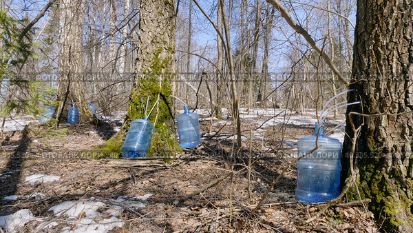 Южный Урал, весенняя тайга: сбор берёзового сока в бутыли. Southern Urals, spring taiga: collecting birch sap in bottles. Стоковое фото, фотограф Евгений Романов / Фотобанк Лори