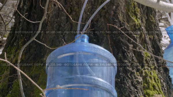 Южный Урал, весенняя тайга: сбор берёзового сока в бутыли. Southern Urals, spring taiga: collecting birch sap in bottles. Стоковое видео, видеограф Евгений Романов / Фотобанк Лори