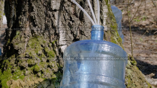Южный Урал, весенняя тайга: сбор берёзового сока в бутыли. Southern Urals, spring taiga: collecting birch sap in bottles. Стоковое видео, видеограф Евгений Романов / Фотобанк Лори