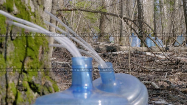 Южный Урал, весенняя тайга: сбор берёзового сока в бутыли. Southern Urals, spring taiga: collecting birch sap in bottles. Стоковое видео, видеограф Евгений Романов / Фотобанк Лори