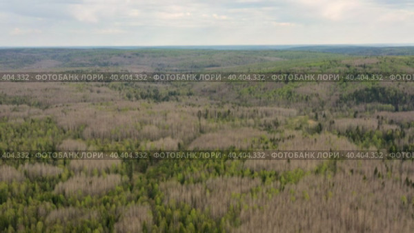 Южный Урал весной, вид на горную тайгу с воздуха. Southern Urals in spring, a view of the mountain taiga from the air. Стоковое видео, видеограф Евгений Романов / Фотобанк Лори