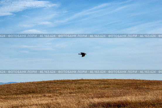 Южный Урал, ворон (Corvus corax), летящий у вершины горы. Southern Urals, a raven (Corvus corax) flying at the top of the mountain. Стоковое фото, фотограф Евгений Романов / Фотобанк Лори