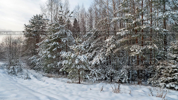В декабре лес покрывается снегом. Стоковое фото, фотограф Валерий Иванович Клейменов / Фотобанк Лори