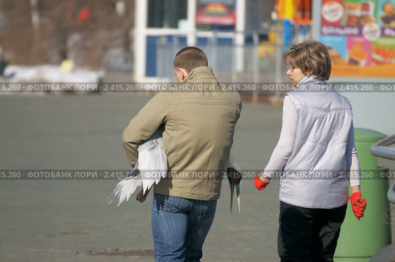 В Московском зоопарке. Зоологи переносят стерха (белого журавля) (2011 год). Редакционное фото, фотограф Валерия Попова / Фотобанк Лори
