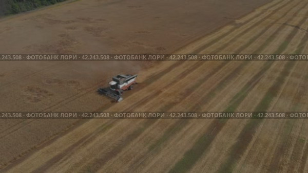 В поле. Стоковое видео, видеограф Максим Бойков / Фотобанк Лори