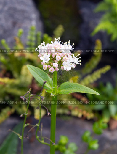 Валериана головчатая (Valeriana capitata) Стоковое фото, фотограф Евгений Ткачёв / Фотобанк Лори