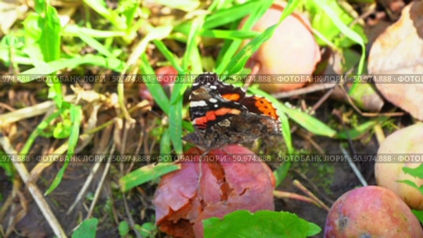 Vanessa atalanta Nymphalinae or Admiral butterfly. Стоковое видео, видеограф Мария Паина / Фотобанк Лори