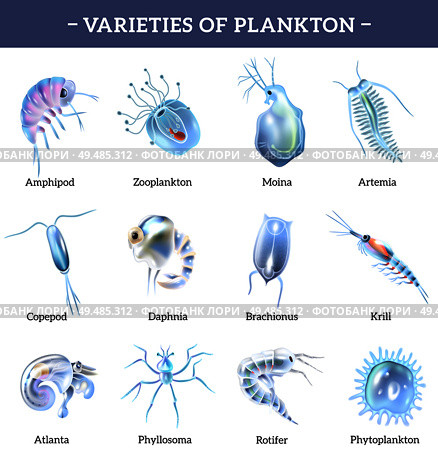 Varieties of plankton isolated icons set with text explanation cartoon vector illustration. Стоковая иллюстрация, агентство Ingram Publishing / Фотобанк Лори