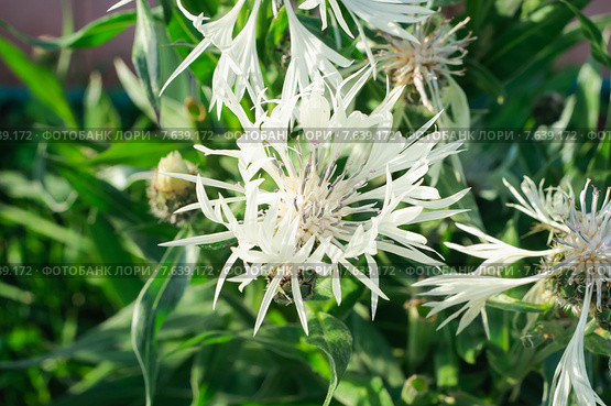 Василек горный "Альба" (Centaurea montana "Alba") Стоковое фото, фотограф Алёшина Оксана / Фотобанк Лори
