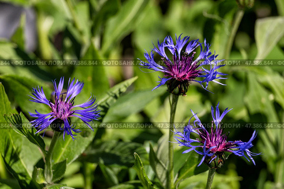 Василек горный (Centaurea montana) Стоковое фото, фотограф Юлия Бабкина / Фотобанк Лори